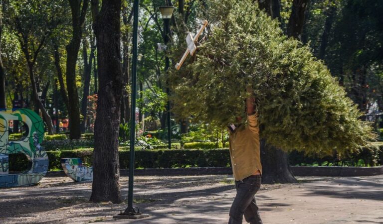 Centros de acopio de árboles de Navidad en CDMX