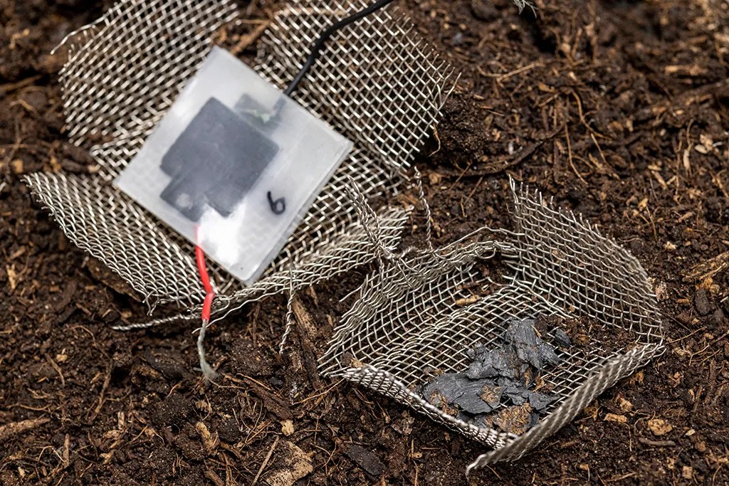 Científicos suizos desarrollaron una batería biodegradable hecha de hongos 2 Científicos suizos desarrollaron una batería biodegradable hecha de hongos