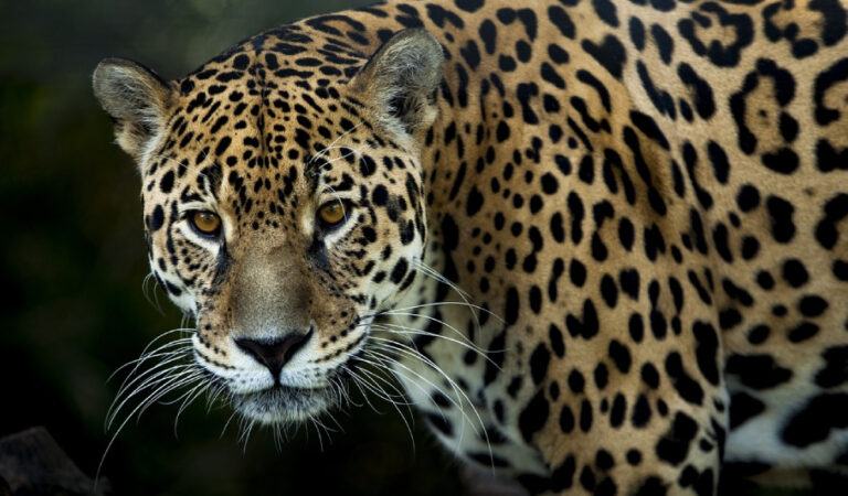 Hombre mata a jaguar por atacar sus vacas y lo exhibe en video