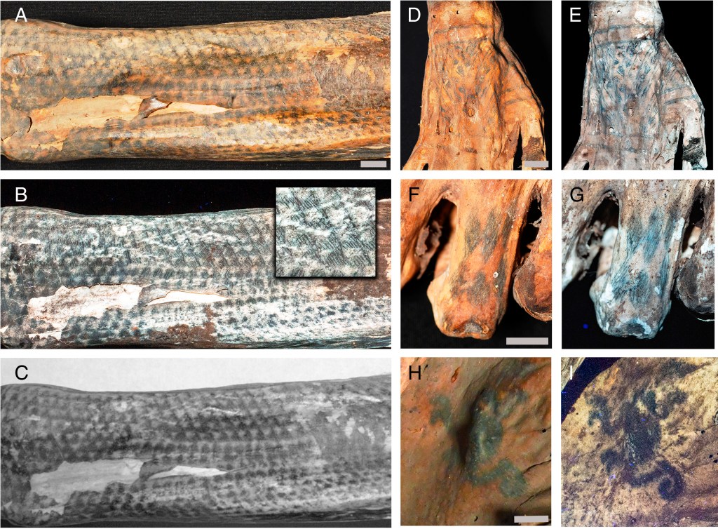 Láseres revelan tatuajes ultrafinos en momias de 1.200 años en Perú 3 Láseres revelan tatuajes ultrafinos en momias de 1.200 años en Perú