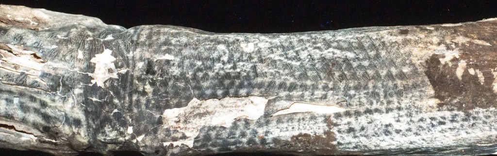 Láseres revelan tatuajes ultrafinos en momias de 1.200 años en Perú 1 Láseres revelan tatuajes ultrafinos en momias de 1.200 años en Perú
