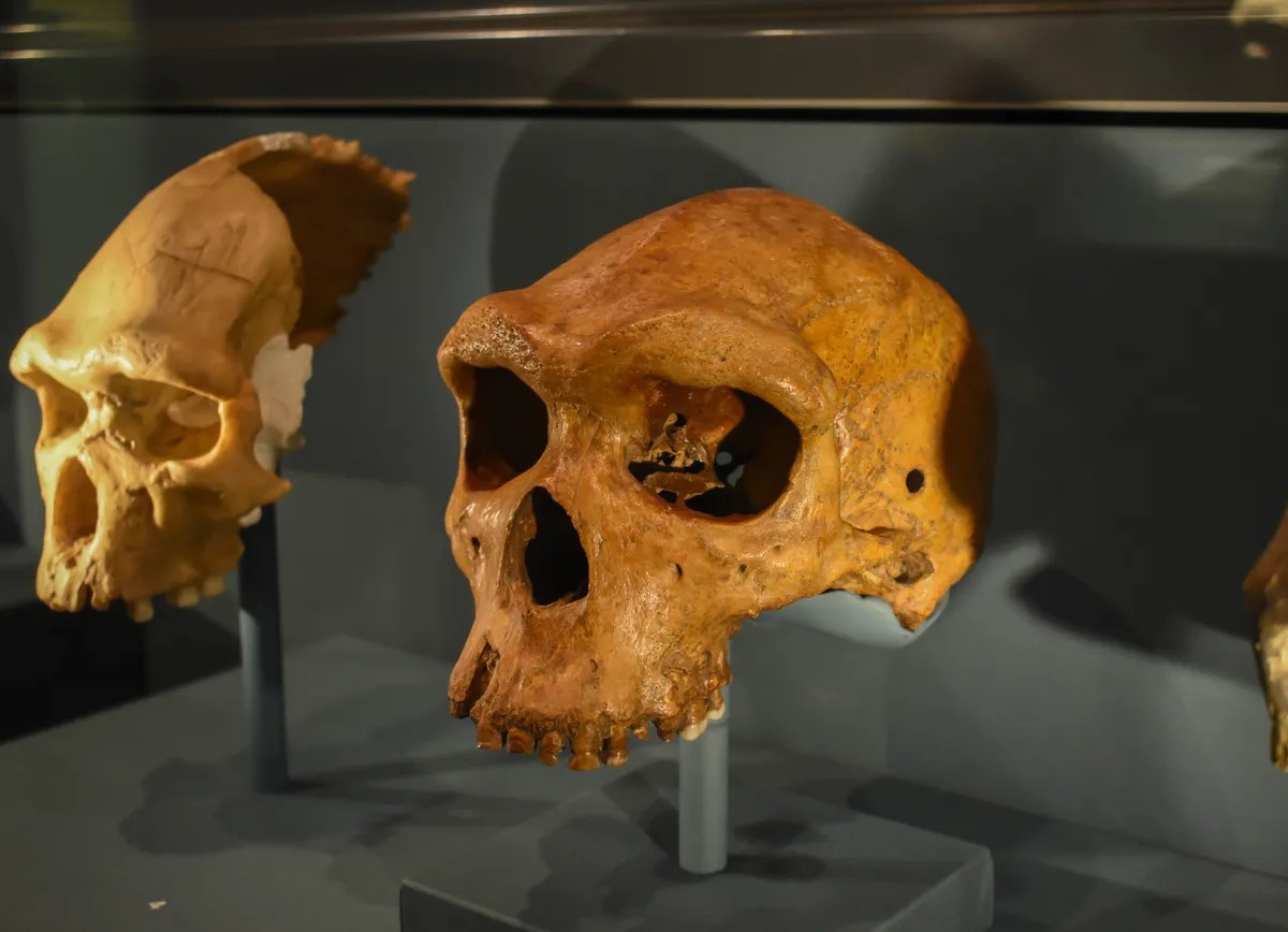 Nuestra especie es la única que sobrevivió ¿Por qué? 1 Nuestra especie es la única que sobrevivió ¿Por qué?