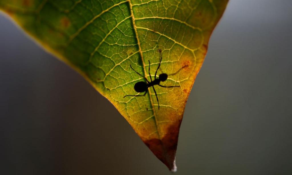 Un niño de 8 años puso de cabeza 100 años de investigación sobre insectos y plantas 1 Un niño de 8 años puso de cabeza 100 años de investigación sobre insectos y plantas
