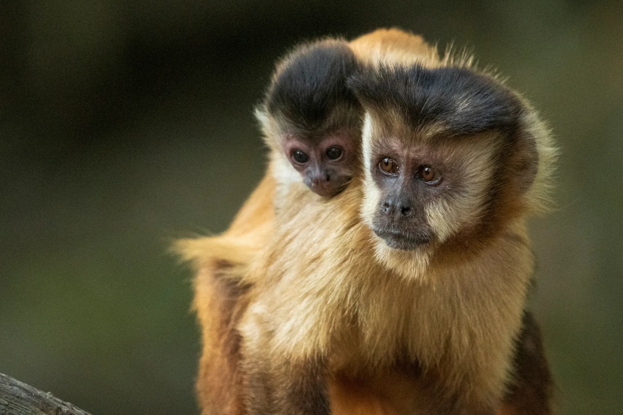 Vida silvestre en peligro de extinción: el informe Planeta Vivo de WWF revela una alarmante reducción del 73% en poblaciones de fauna silvestre desde 1970 1 vida silvestre - vida silvestre