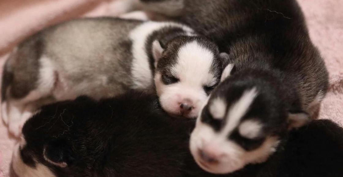 Del coyotito al insomnio: ¿En qué sueña tu perrito?