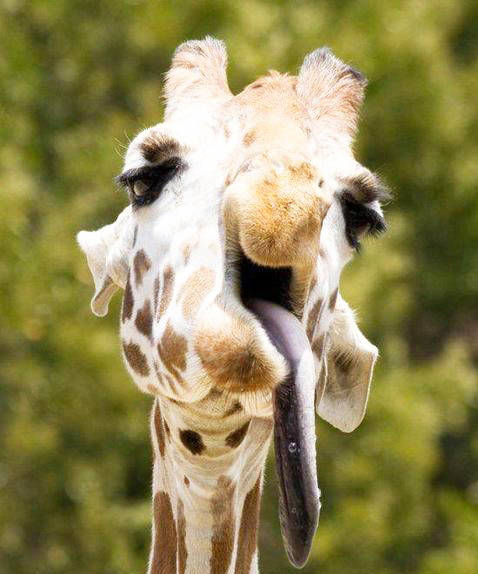 ¿Pueden los animales tener síndrome de Down? La verdad detrás de este popular mito de Internet 1 ¿Pueden los animales tener síndrome de Down? La verdad detrás de este popular mito de Internet