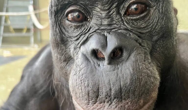 Los bonobos pueden saber cuando un humano ignora algo y guiarlos