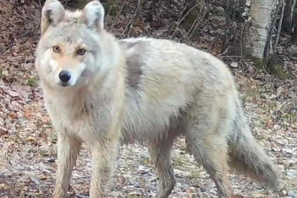 Captan un extraño animal “híbrido” que desconcierta los expertos