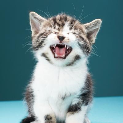 ¿Qué te dice tu gato? Una tecnología con inteligencia artificial descifra el significado de los maullidos