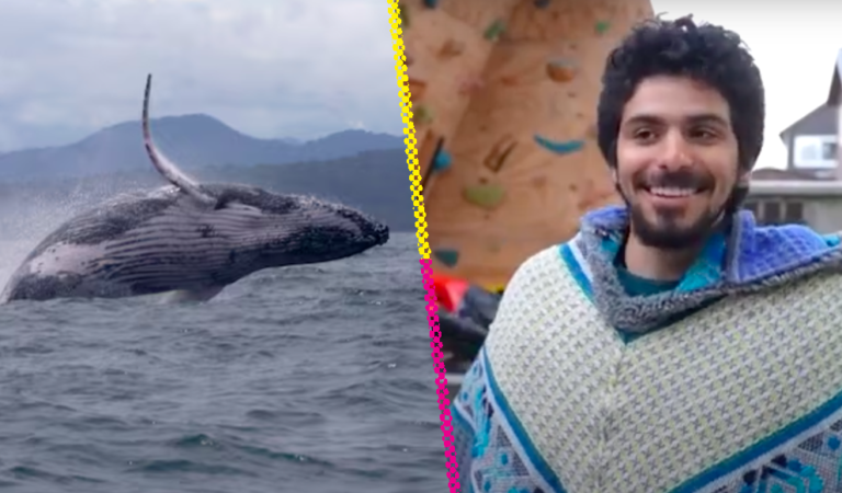 Joven en kayak es devorado por ballena jorobada… y sobrevive