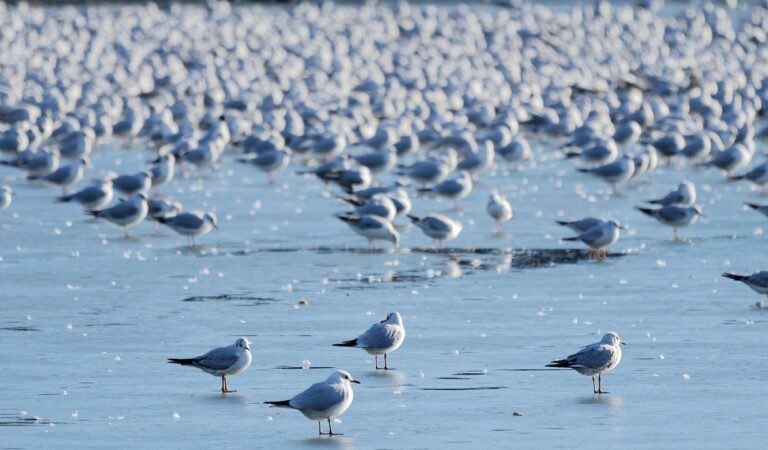 Ola de calor en el pacífico provoca la muerte de 4 millones de aves marinas