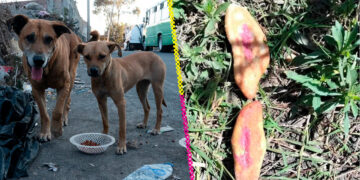 Tres niñas mueren por comer pan envenenado para perros callejeros en Chiapas