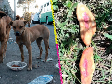 Tres niñas mueren por comer pan envenenado para perros callejeros en Chiapas