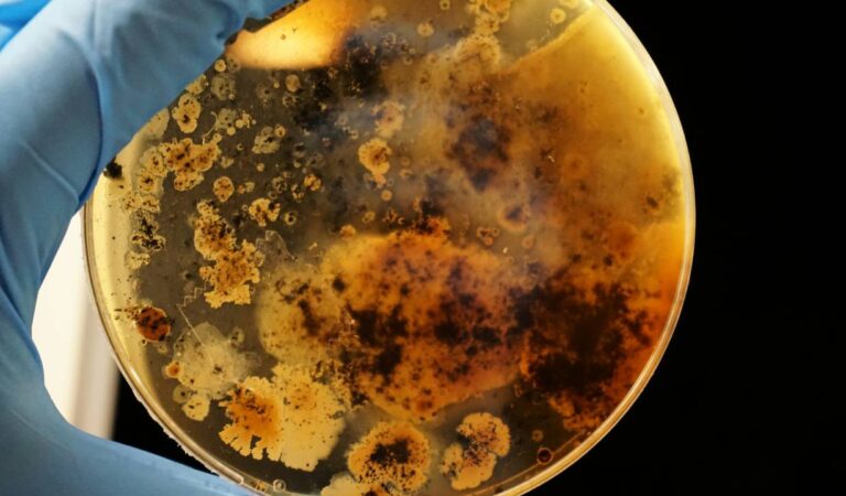 bacteria que devora “químicos eternos” y abre la puerta a la descontaminación