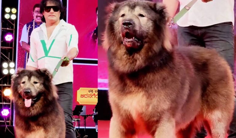 El perro más caro del mundo se vende por 5,3 millones de euros