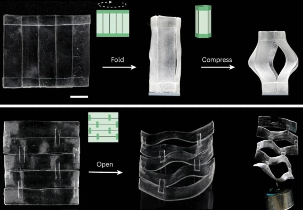 Crean un hidrogel que que imita la elasticidad y rigidez de la piel humana 1 Crean un hidrogel que que imita la elasticidad y rigidez de la piel humana