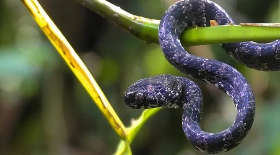 Hombre vomita una serpiente tras ingerirla en estado de ebriedad