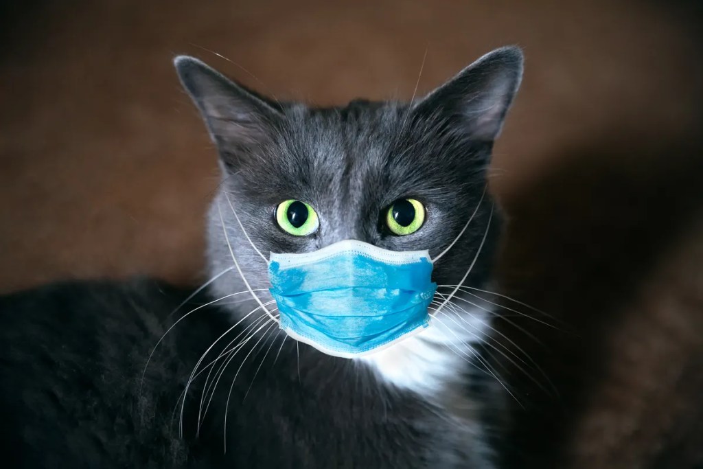 Los humanos transmitimos más virus a los animales de los que contraemos de ellos 1 Los humanos transmitimos más virus a los animales de los que contraemos de ellos