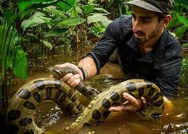 anaconda - anaconda