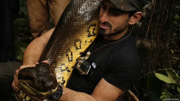anaconda - anaconda