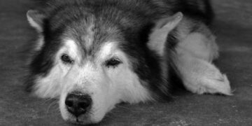 ¡Aguas con el guau! Multan a dueño de husky por sus ladridos