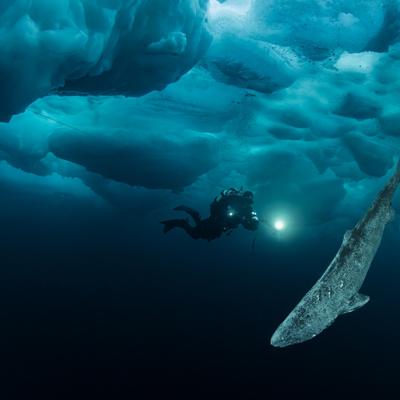 ¿El secreto de la longevidad? La ciencia busca pistas en el genoma del tiburón de Groenlandia, que puede vivir siglos ¿El secreto de la longevidad? La ciencia busca pistas en el genoma del tiburón de Groenlandia, que puede vivir siglos