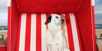 Cómo afecta el calor extremo a nuestras mascotas y cómo ayudarlas