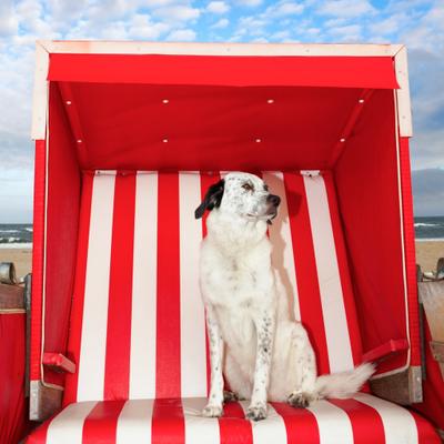 Cómo afecta el calor extremo a nuestras mascotas y cómo ayudarlas