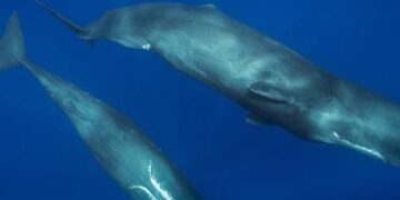 ¿Por qué las ballenas comen bolsas de plástico? La explicación de los especialistas
