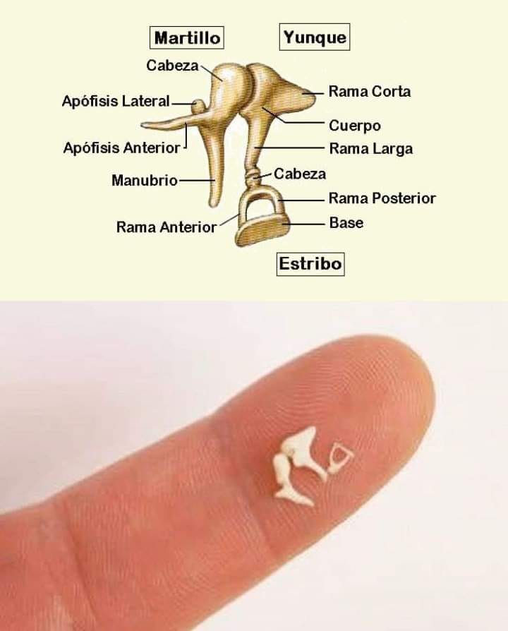 Científicos hacen el primer trasplante de oído medio del mundo utilizando huesos impresos en 3D 3 Científicos hacen el primer trasplante de oído medio del mundo utilizando huesos impresos en 3D