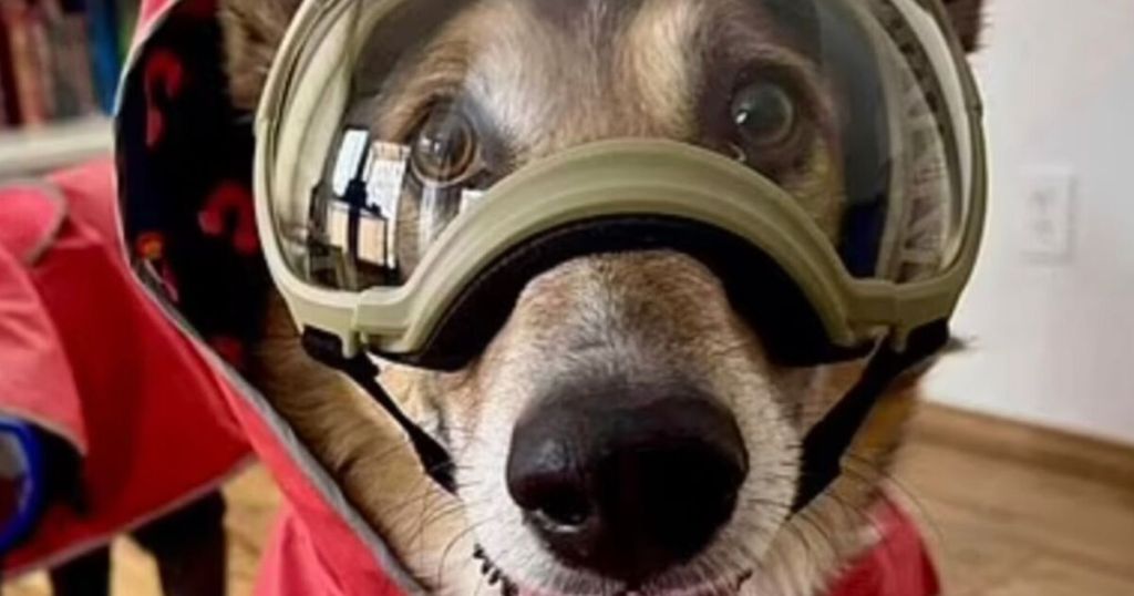 Caos en EE. UU. mientras Alaska se prepara para la erupción del monte Spurr: hasta las mascotas llevan mascarillas de gas 2 erupción - erupción