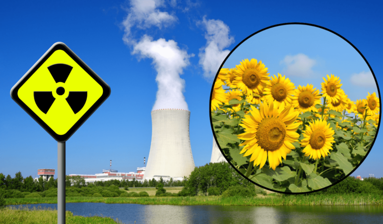 la estrategia natural que siguió a Fukushima y Chernóbil
