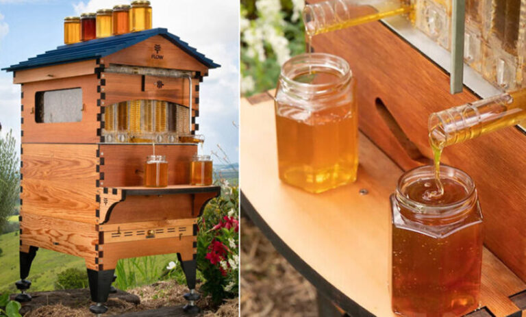 abejas - abejas