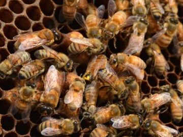 Día de la Tierra 2025: por qué la extinción de las abejas podría desencadenar un caos en el planeta