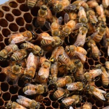 Día de la Tierra 2025: por qué la extinción de las abejas podría desencadenar un caos en el planeta