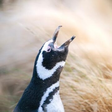 Cómo una "masacre" de pingüinos condujo a nuevas protecciones históricas en Argentina
