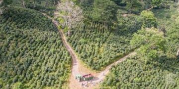 El café podría acelerar el crecimiento de los bosques, de acuerdo con un estudio científico