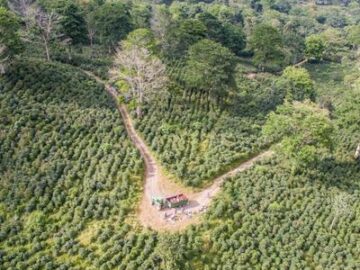 El café podría acelerar el crecimiento de los bosques, de acuerdo con un estudio científico