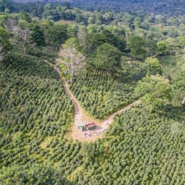 El café podría acelerar el crecimiento de los bosques, de acuerdo con un estudio científico