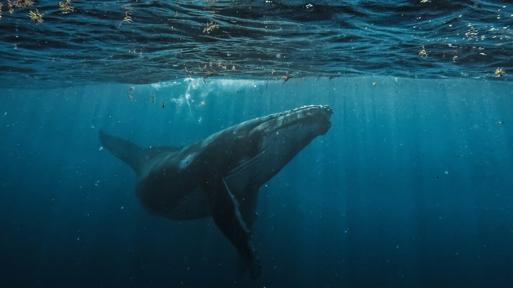 Las ballenas jorobadas están formando misteriosos “súper grupos”… y nadie sabe por qué 2 ballenas - ballenas