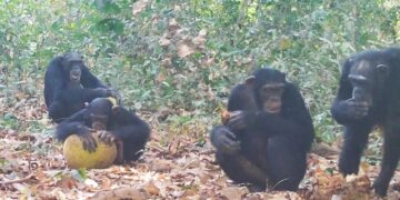 Captan chimpancés salvajes “compartiendo alcohol” 