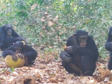 Captan chimpancés salvajes “compartiendo alcohol” 