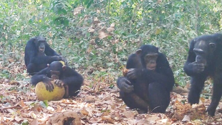 Captan chimpancés salvajes “compartiendo alcohol” 