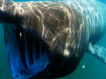 la inesperada depredación de un marrajo sardinero por un ejemplar más grande