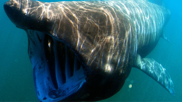 la inesperada depredación de un marrajo sardinero por un ejemplar más grande