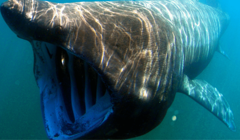 la inesperada depredación de un marrajo sardinero por un ejemplar más grande la inesperada depredación de un marrajo sardinero por un ejemplar más grande