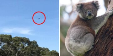 ¿Australia autorizó a francotiradores a disparar los koalas desde helicópteros?