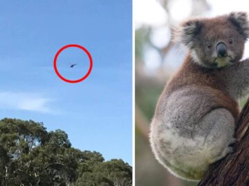 ¿Australia autorizó a francotiradores a disparar los koalas desde helicópteros?