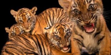 Adorables fotos de animales bebés tomadas por un fotógrafo Explorador de National Geographic
