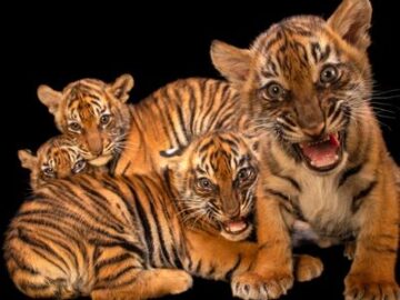 Adorables fotos de animales bebés tomadas por un fotógrafo Explorador de National Geographic